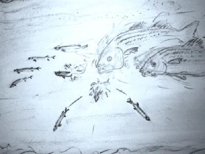 Sketch of Stripers Chasing Bait in a Wave Crest