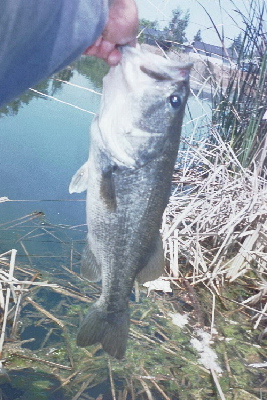 A 2-lb Large Mouth Bass from local San Jose waters