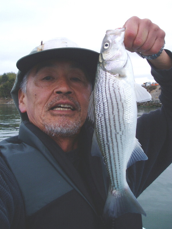 On October 4, 2004, I finally got out to San Pablo Bay with Jim T on his boat. It was a nice day with mild breeze. I caught the first two Stripers both ... - SanPabloBaySmStriper4October2004